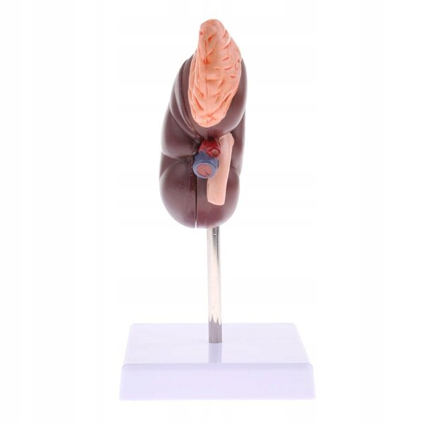 Anatomisches 1:1-Modell einer menschlichen Niere mit Nebennieren, herausnehmbar aus PVC