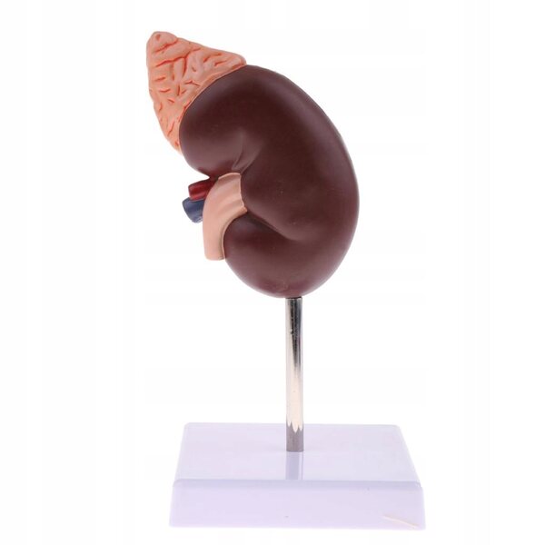 Anatomisches 1:1-Modell einer menschlichen Niere mit Nebennieren, herausnehmbar aus PVC