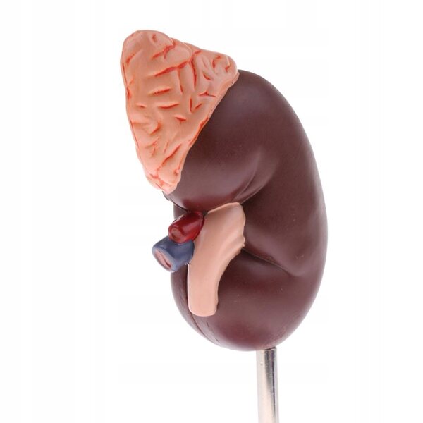 Anatomisches 1:1-Modell einer menschlichen Niere mit Nebennieren, herausnehmbar aus PVC