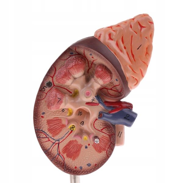 Anatomisches 1:1-Modell einer menschlichen Niere mit Nebennieren, herausnehmbar aus PVC