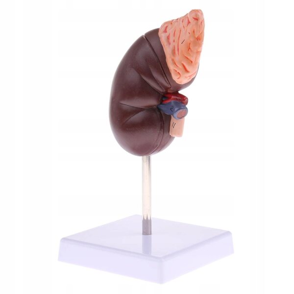 Anatomisches 1:1-Modell einer menschlichen Niere mit Nebennieren, herausnehmbar aus PVC