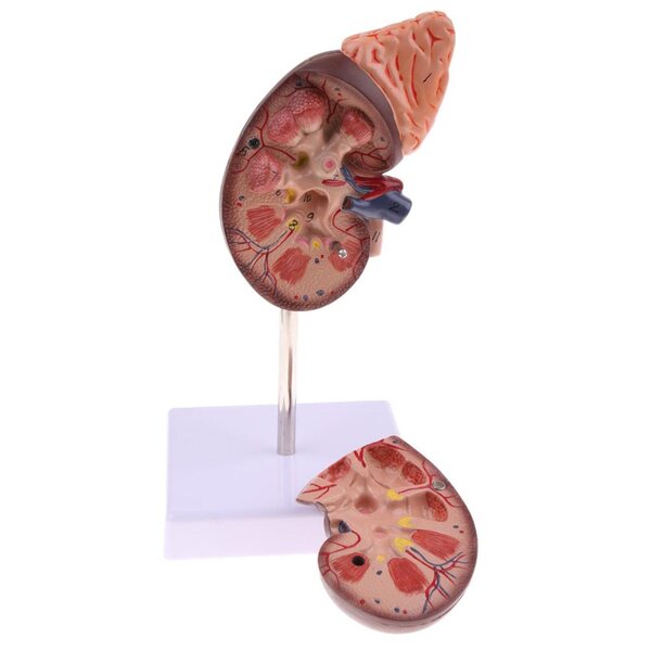 Anatomisches 1:1-Modell einer menschlichen Niere mit Nebennieren, herausnehmbar aus PVC