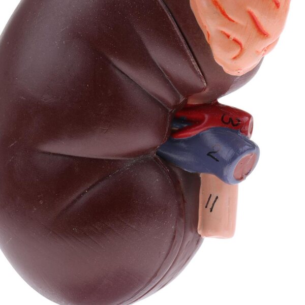 Anatomisches 1:1-Modell einer menschlichen Niere mit Nebennieren, herausnehmbar aus PVC