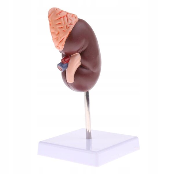Anatomisches 1:1-Modell einer menschlichen Niere mit Nebennieren, herausnehmbar aus PVC