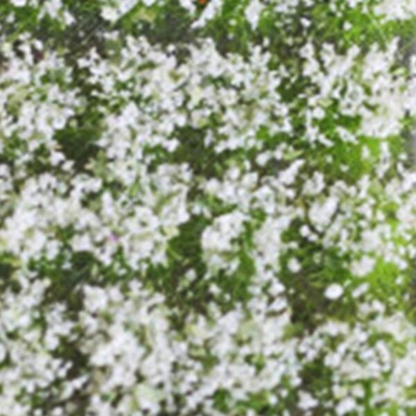 Miniatuur witte bloemen voor modelspoorwegen en landschapsarchitectuur
