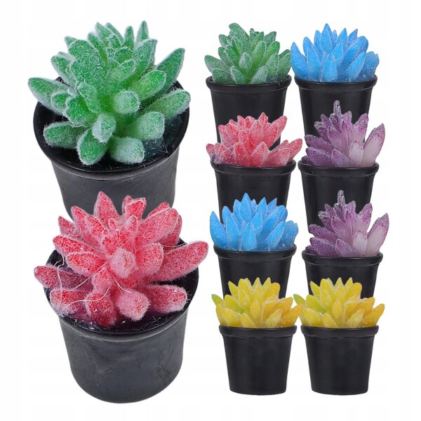 10 SZTUK MINI BONSAI SUKULENTY ŻYWE - DEKORACJE NA STÓŁ I DO WNĘTRZ