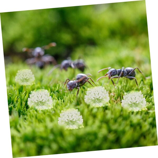Mini-Rest aus Blumen und widerstandsfähigen Pflanzen für Mikrolandschaften und Modellierung