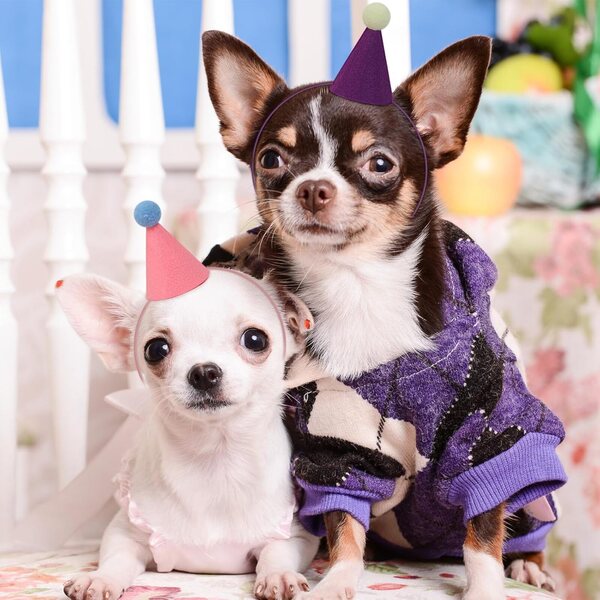 12 mini sombreros de fiesta para animales de peluche, sombreros de feliz cumpleaños, muñecas, perros, gatos, conejos, cachorros, reutilizables, decoraciones de cumpleaños de animales surtidos para