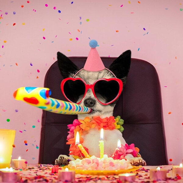 12 mini sombreros de fiesta para animales de peluche, sombreros de feliz cumpleaños, muñecas, perros, gatos, conejos, cachorros, reutilizables, decoraciones de cumpleaños de animales surtidos para