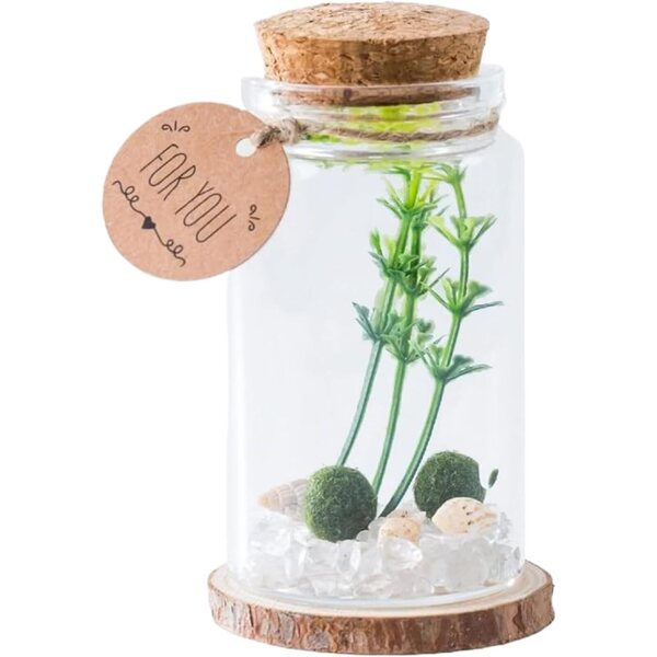 Générique Mini-Flaschen: eleganti bottiglie in vetro con tappo in sughero per arredamento e regalo