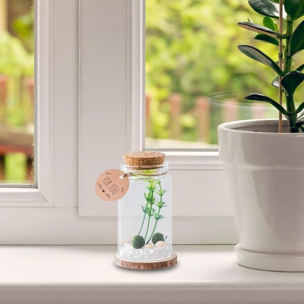 Générique Mini-Flaschen: eleganti bottiglie in vetro con tappo in sughero per arredamento e regalo