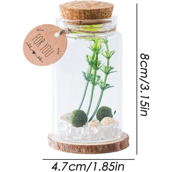 Générique Mini-Flaschen: eleganti bottiglie in vetro con tappo in sughero per arredamento e regalo